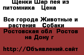 Щенки Шар пея из питомника › Цена ­ 25 000 - Все города Животные и растения » Собаки   . Ростовская обл.,Ростов-на-Дону г.